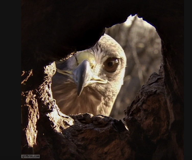 Protégé : Portraits abstraits